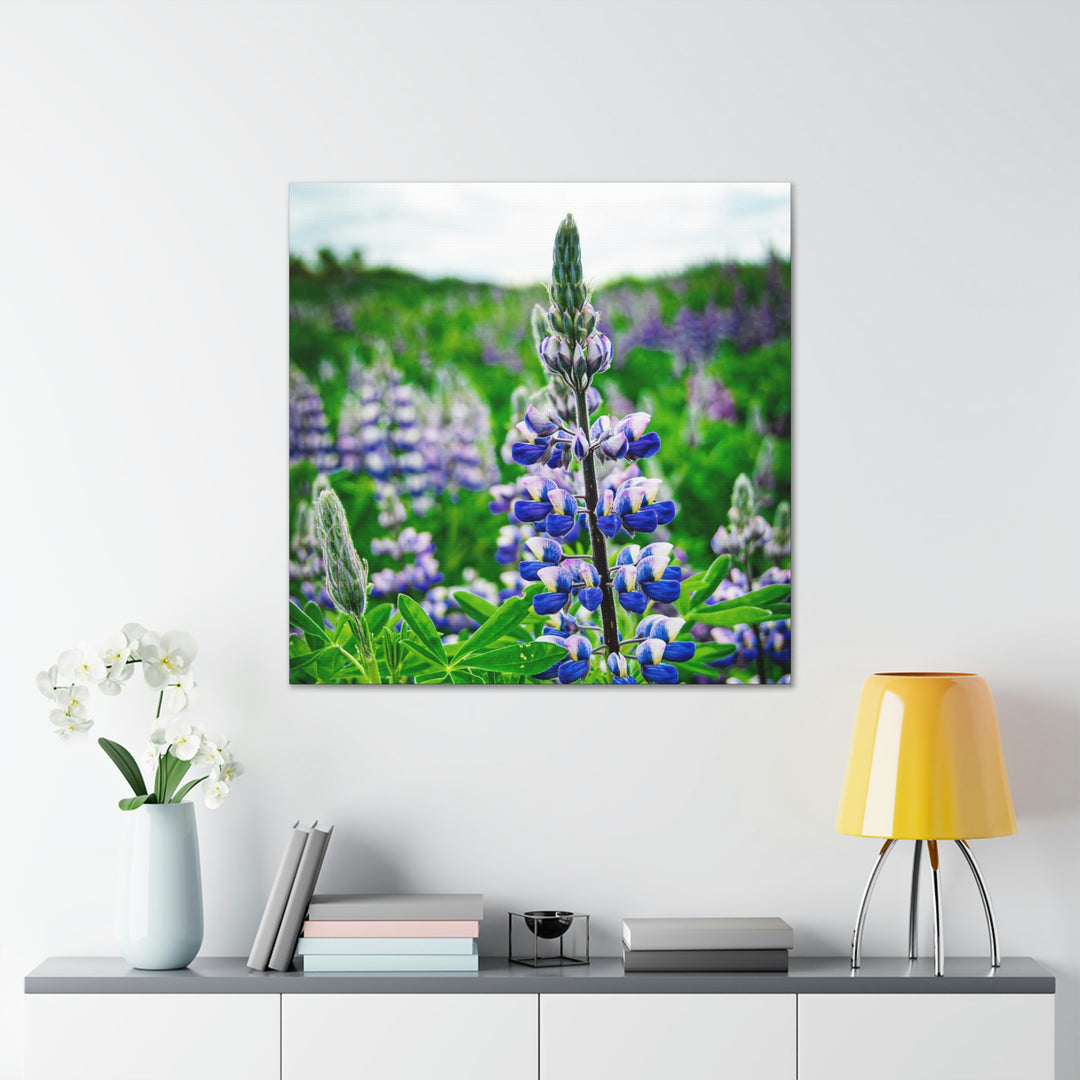 Glowing Lupin - Canvas