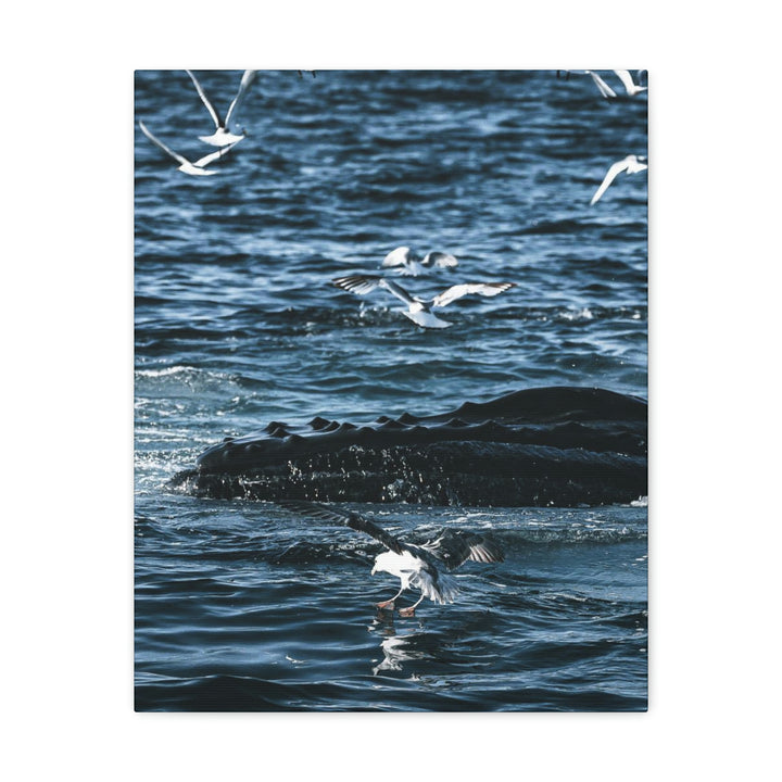 Humpback Hello - Canvas