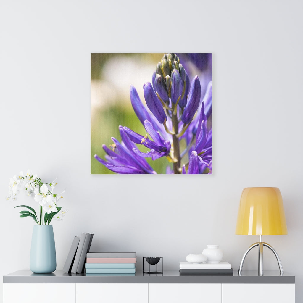 Camas in Bloom - Canvas