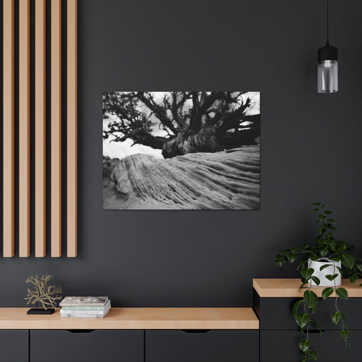 Desert Reach in Black and White - Canvas