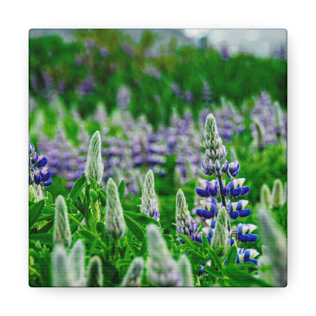 Glowing Lupin with Mountains - Canvas