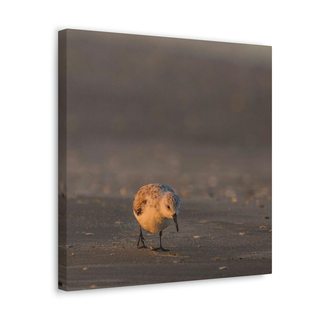 Feeding Sanderling - Canvas