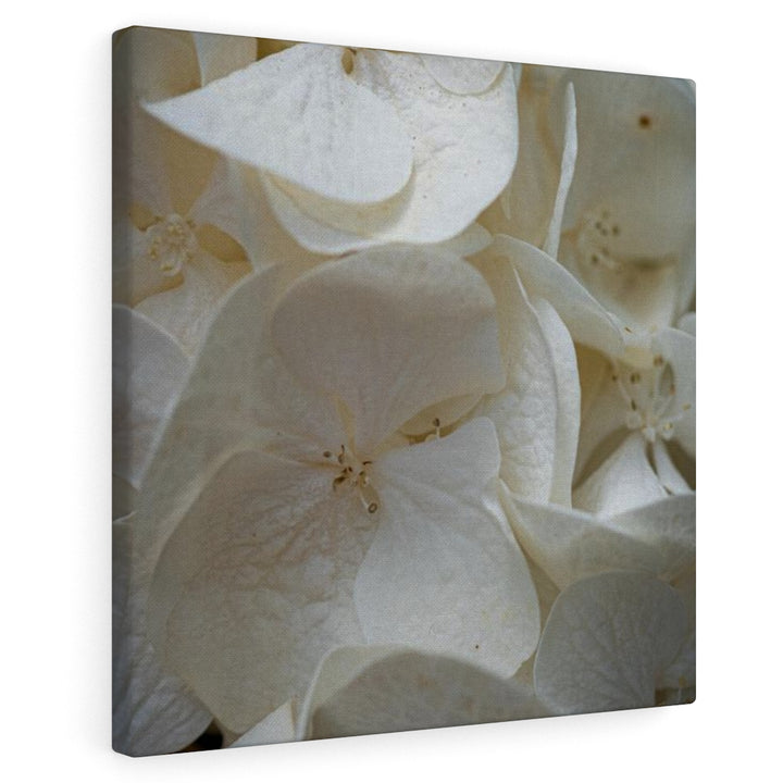 White Hydrangea Detail - Canvas