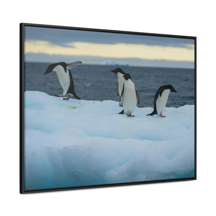 Penguin Dance - Canvas with Frame