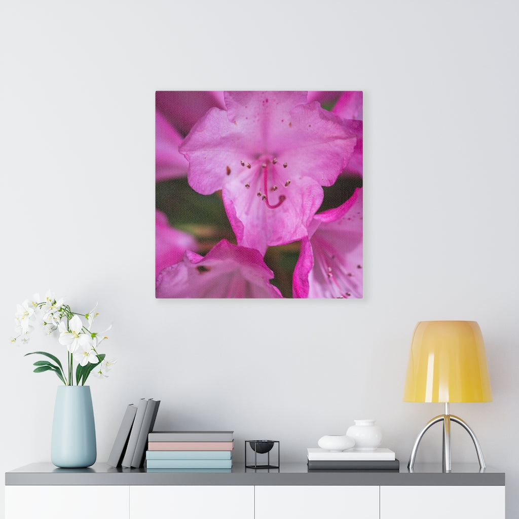 Soft Pinks - Canvas