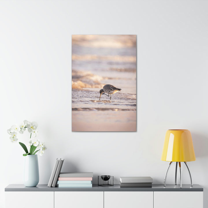 Willet Itch - Canvas