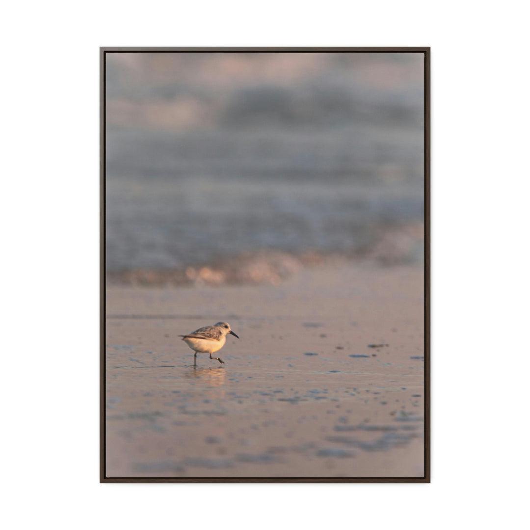 Sanderling in Soft Dusk Light - Canvas with Frame