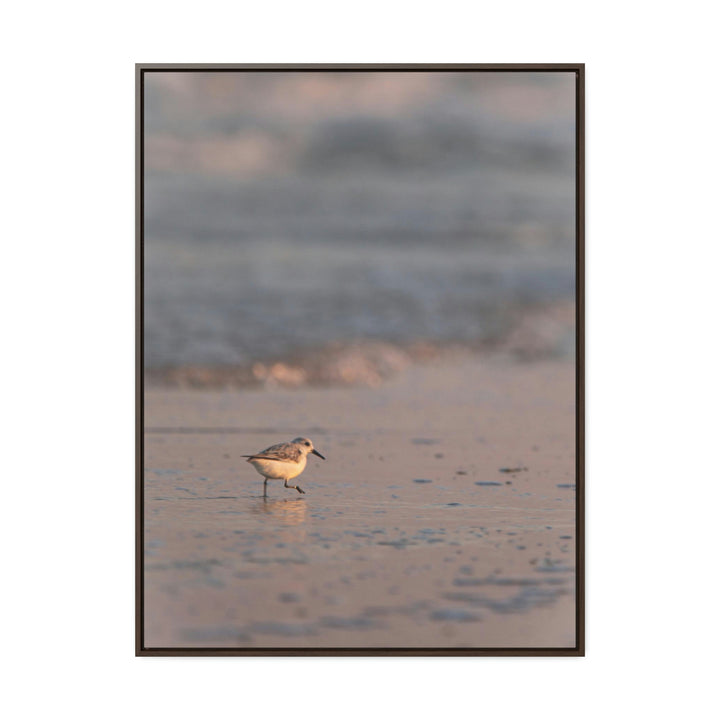 Sanderling in Soft Dusk Light - Canvas with Frame