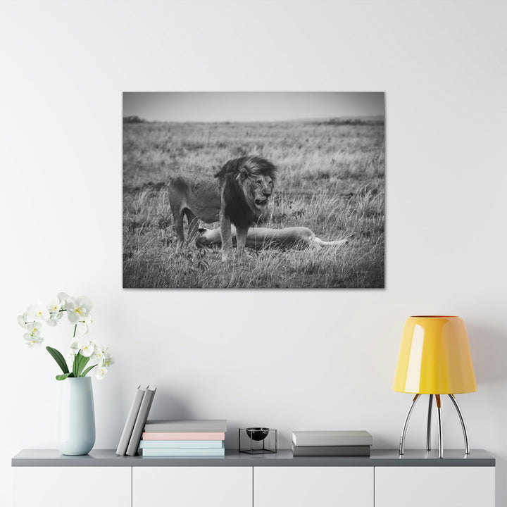 Mating Lions in Black and White - Canvas