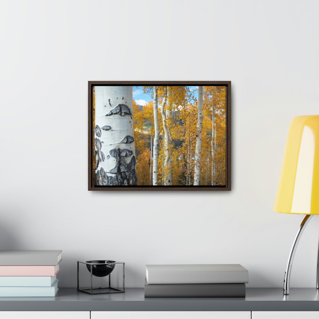 Aspens Changing - Canvas with Frame