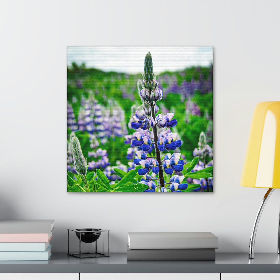 Glowing Lupin - Canvas