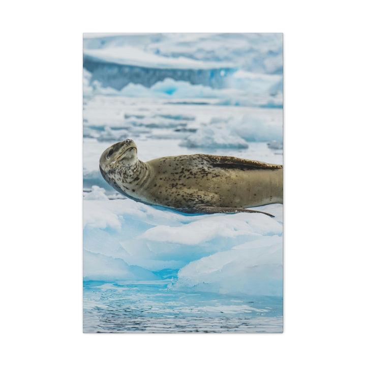 Leopard Seal Relaxing - Canvas