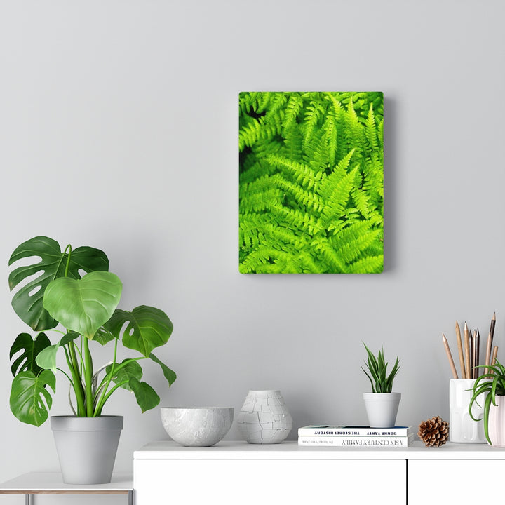 Ferns, Ferns, Ferns - Canvas