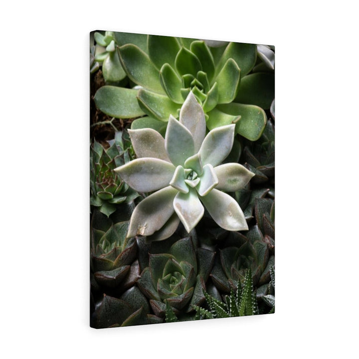 Succulent - Array - Canvas