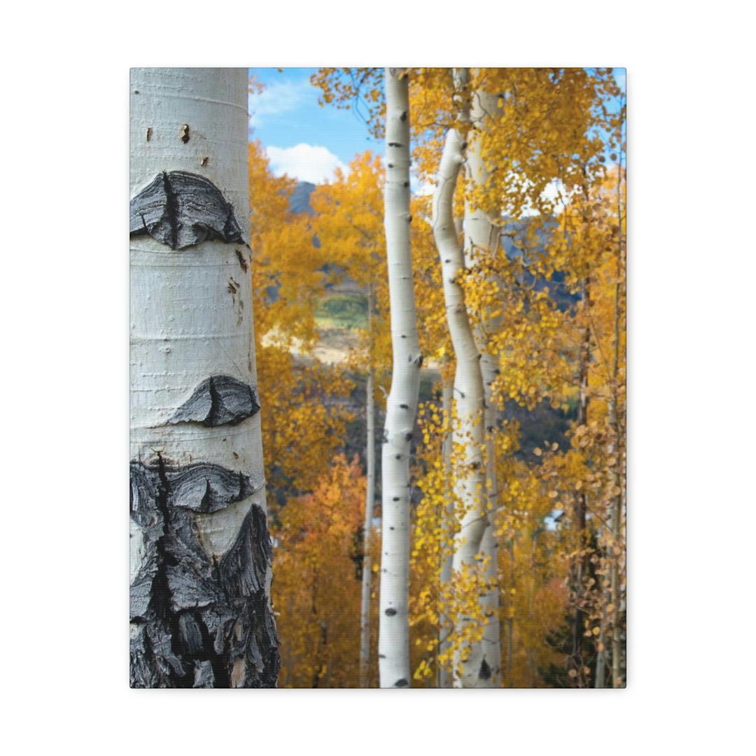 Aspens Changing - Canvas