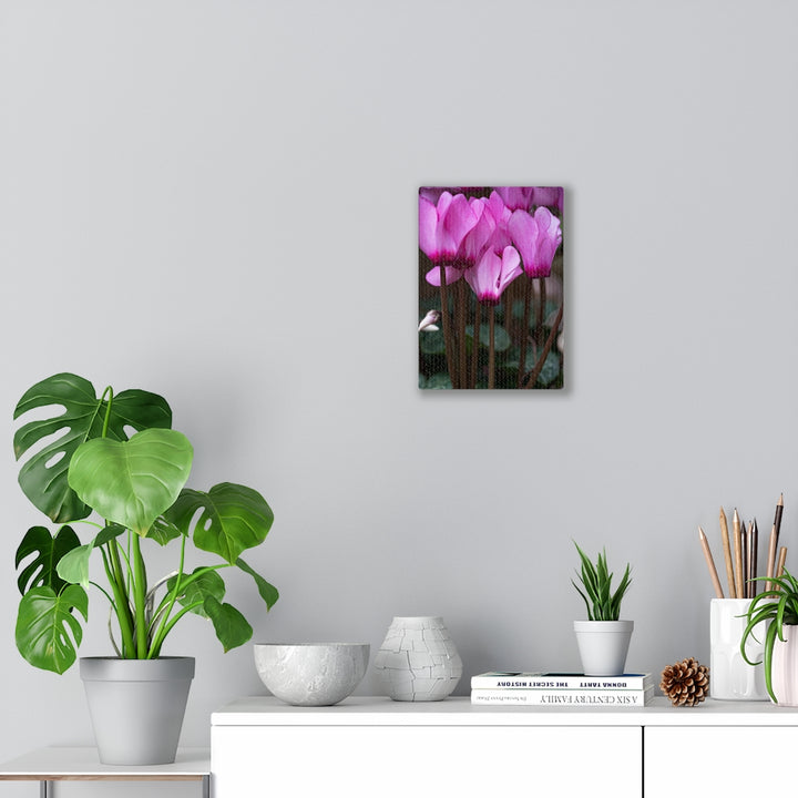 Cyclamen Reach - Canvas