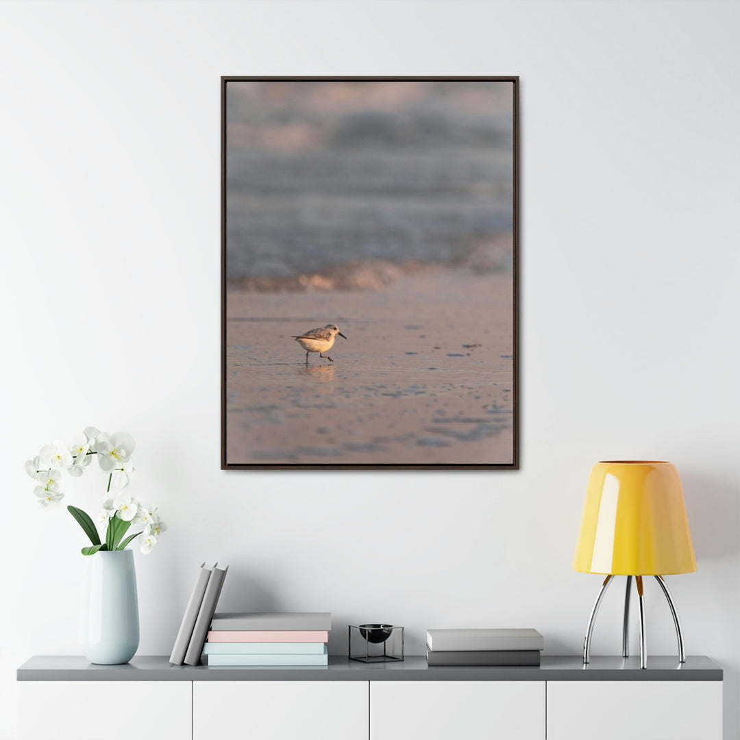 Sanderling in Soft Dusk Light - Canvas with Frame