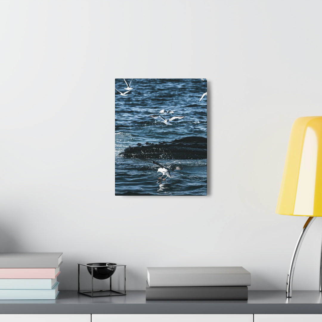 Humpback Hello - Canvas