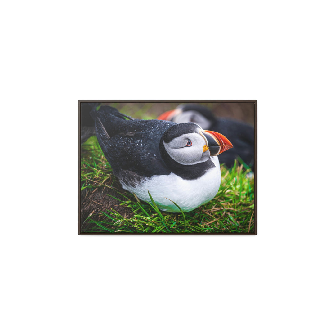 Resting Puffin - Canvas with Frame