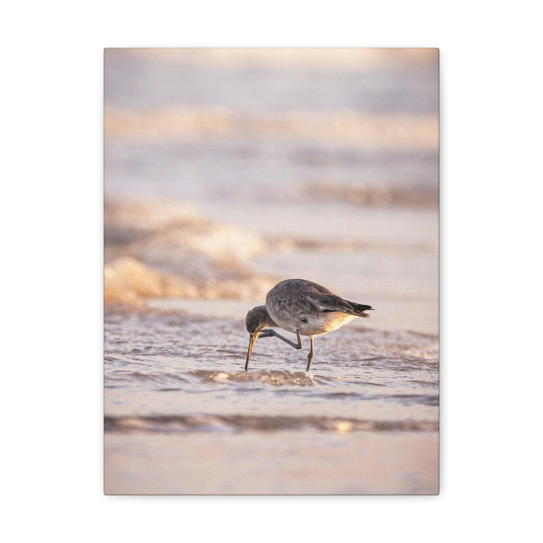 Willet Itch - Canvas