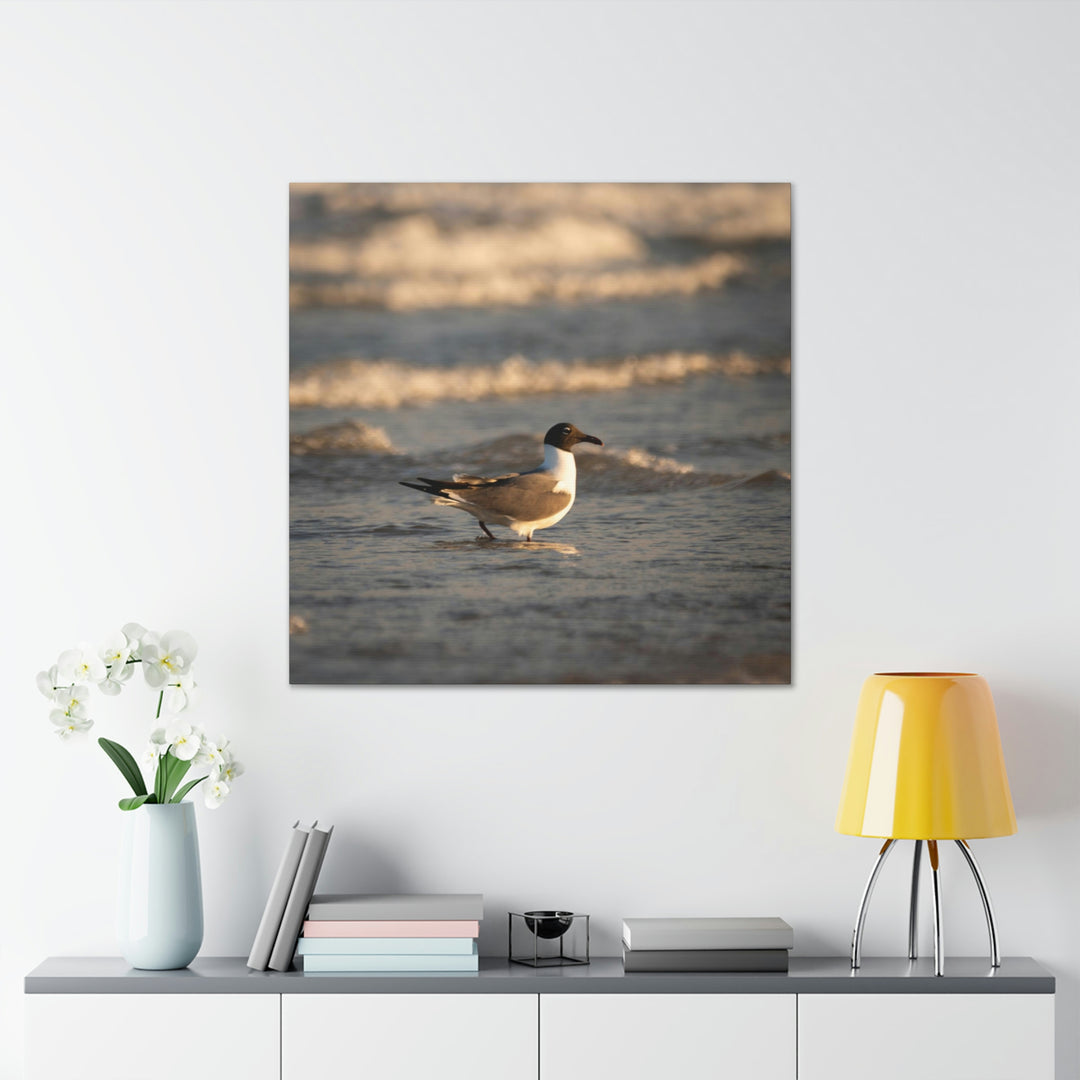 Laughing Gull in the Surf - Canvas