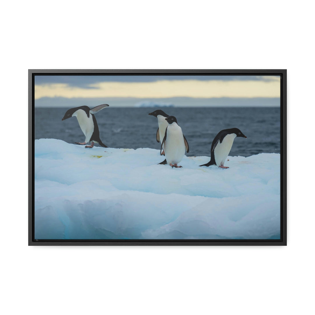 Penguin Dance - Canvas with Frame