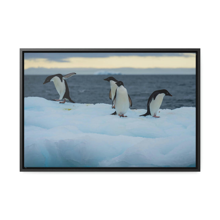 Penguin Dance - Canvas with Frame