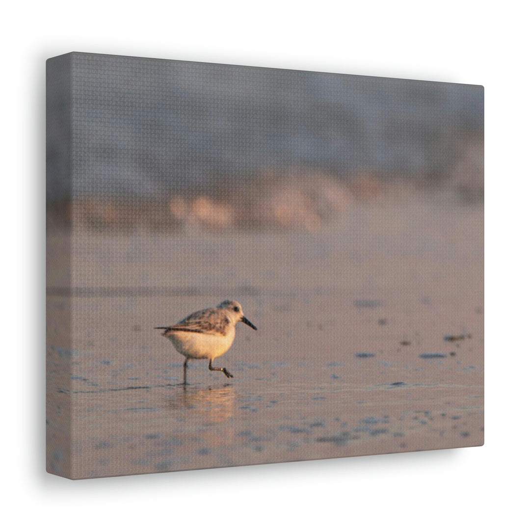 Sanderling in Soft Dusk Light - Canvas