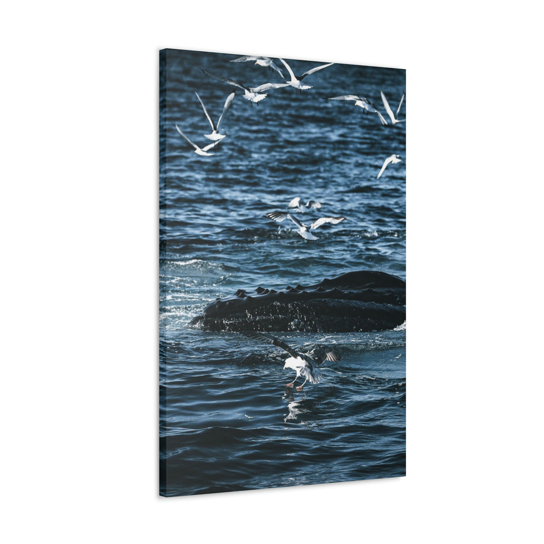 Humpback Hello - Canvas