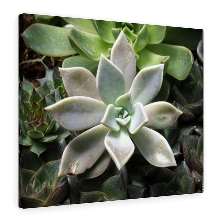 Succulent - Array - Canvas