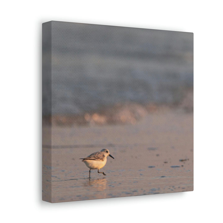 Sanderling in Soft Dusk Light - Canvas