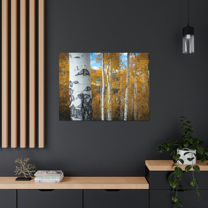 Aspens Changing - Canvas