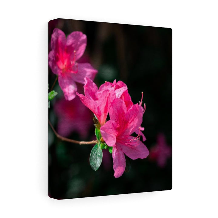 Standout Azalea - Canvas