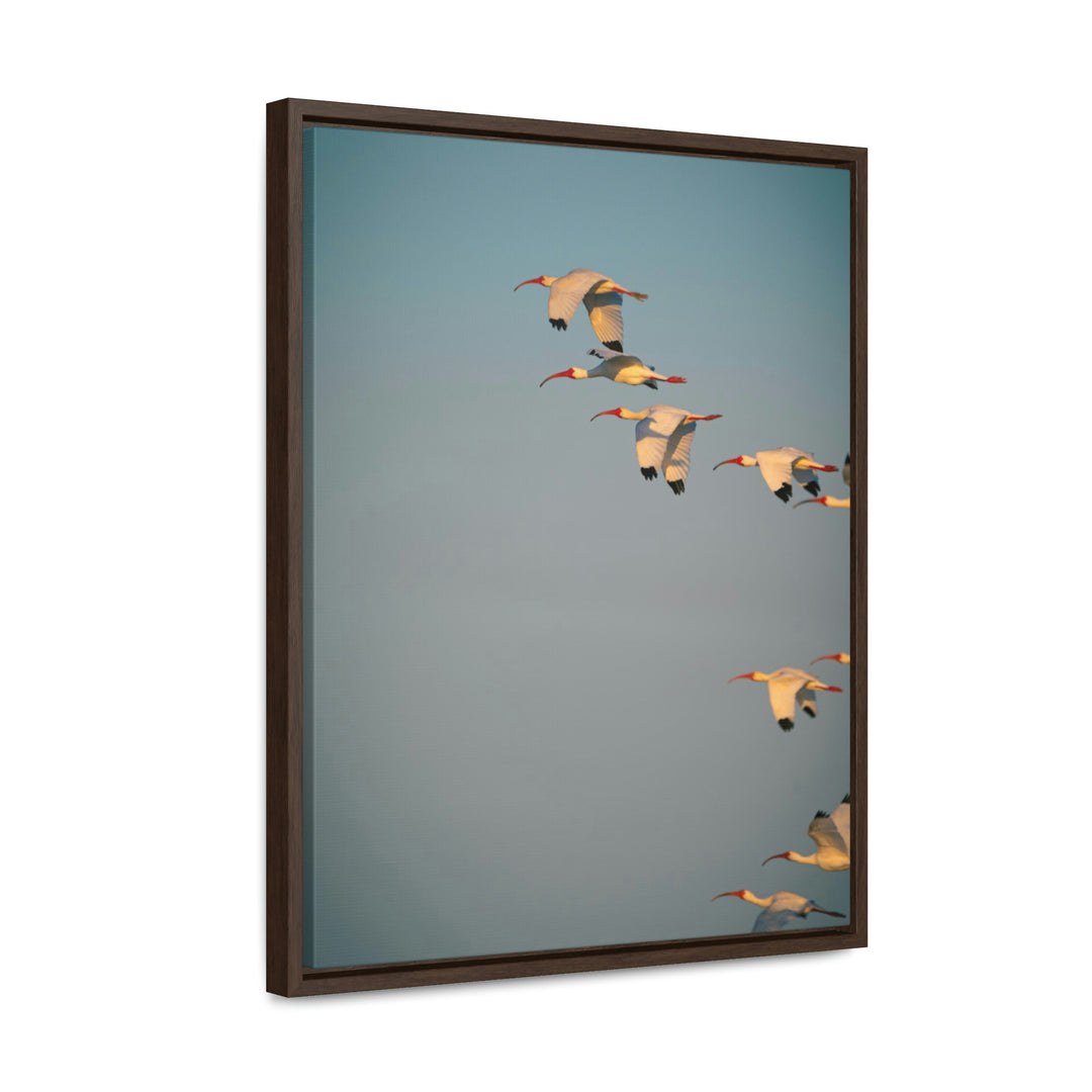 White Ibis in Flight - Canvas with Frame