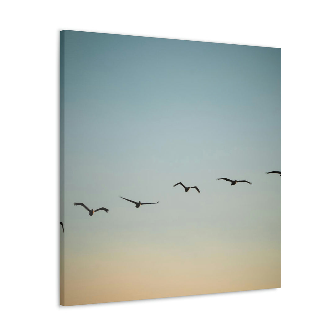 Brown Pelicans in Flight - Canvas