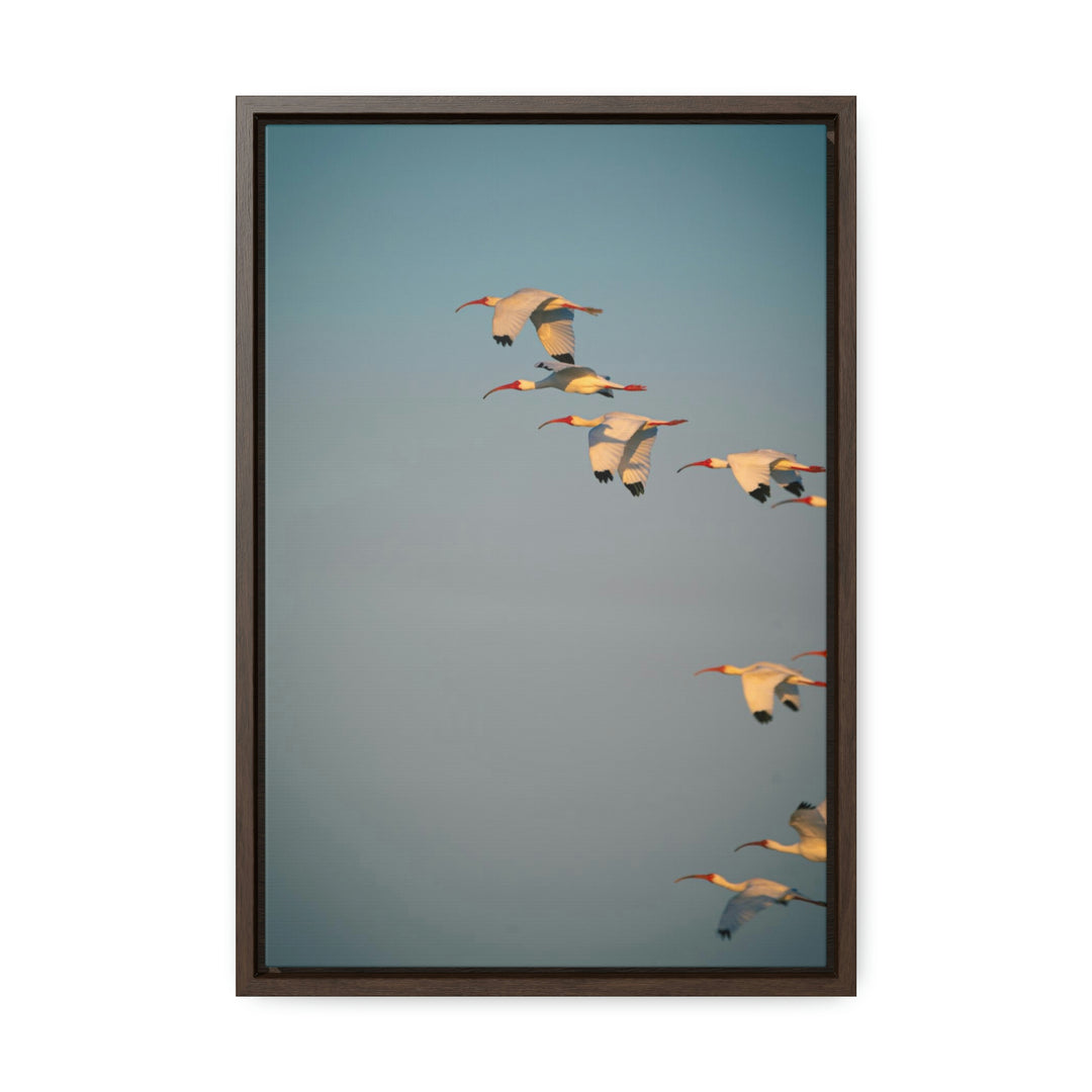 White Ibis in Flight - Canvas with Frame