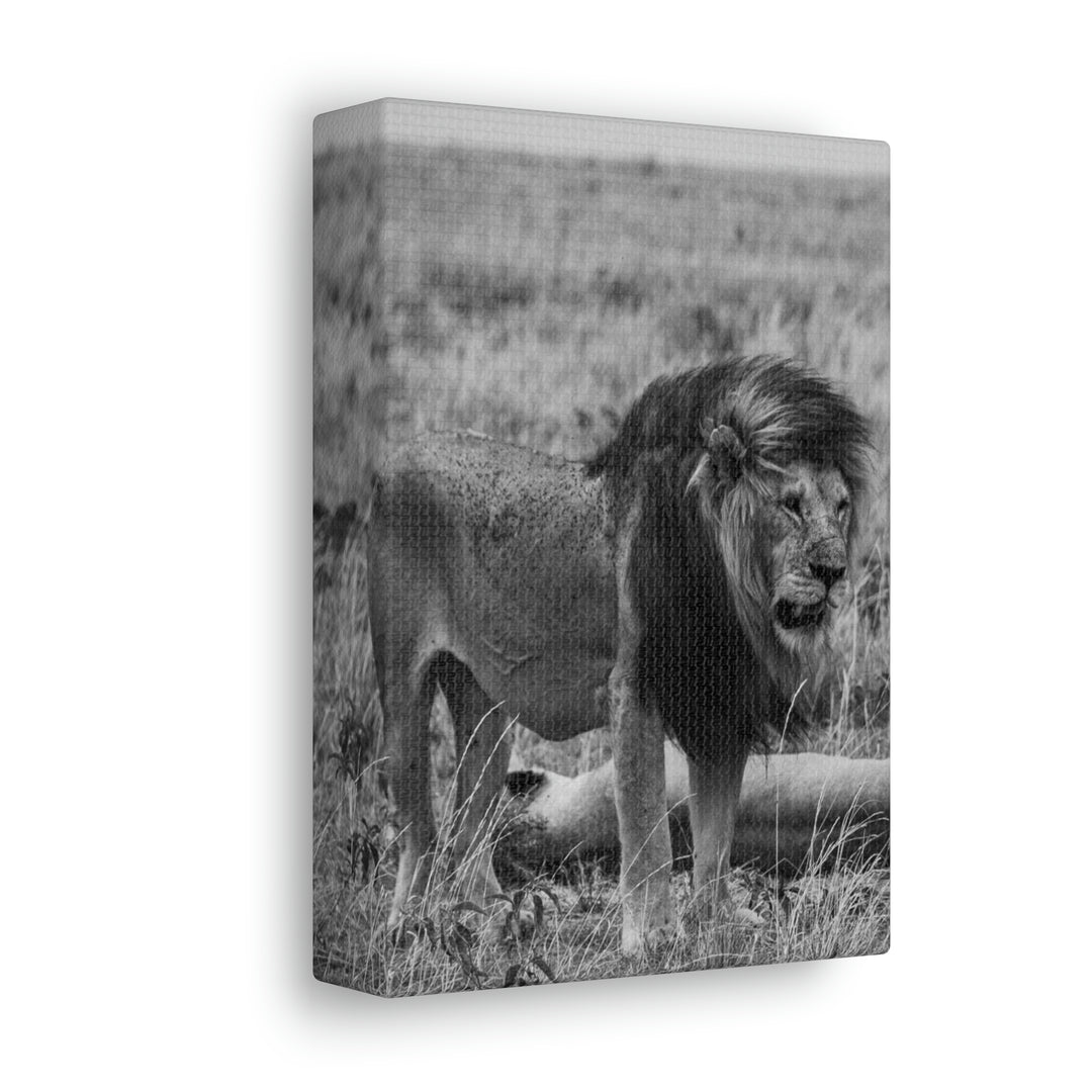 Mating Lions in Black and White - Canvas