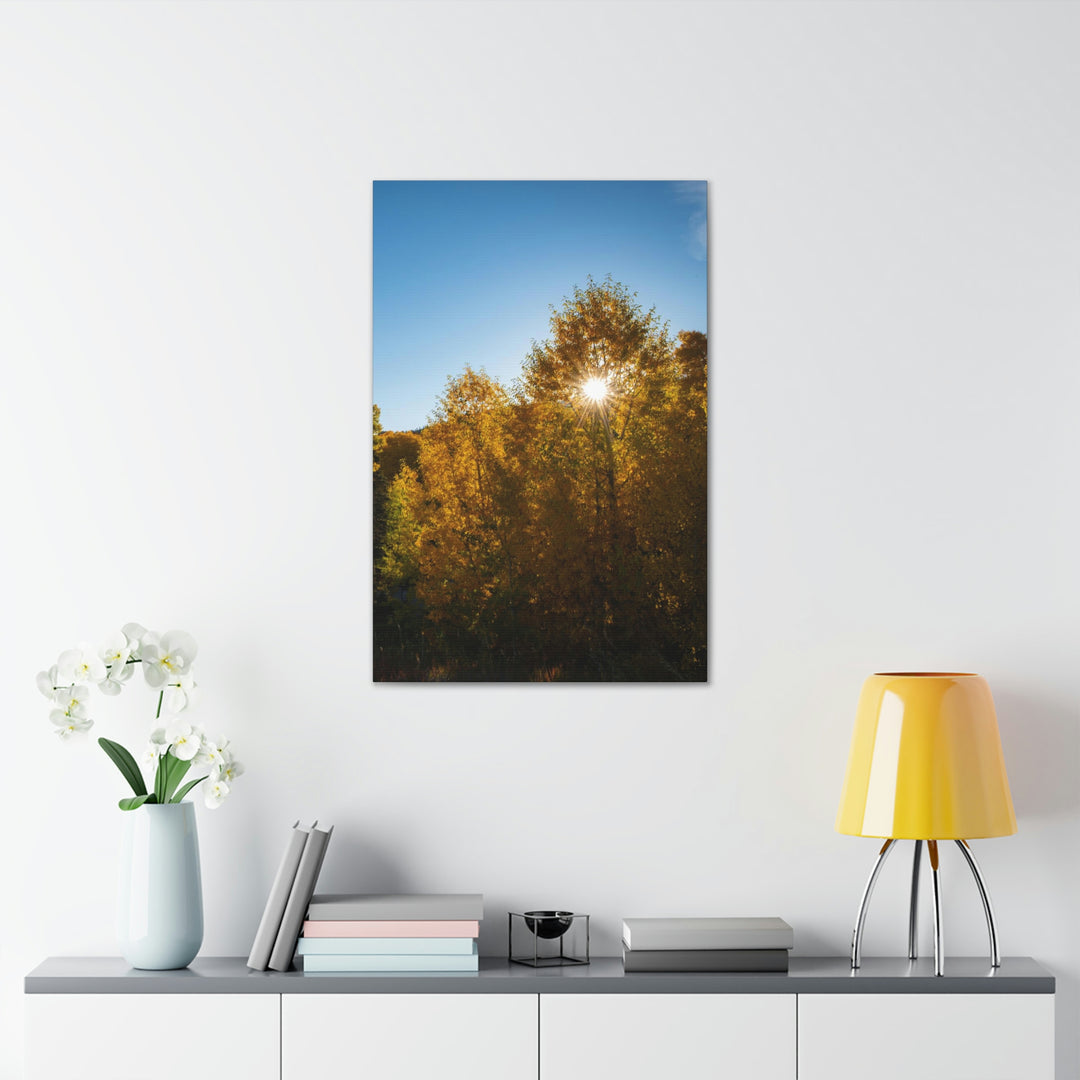 Sun Through the Aspens - Canvas