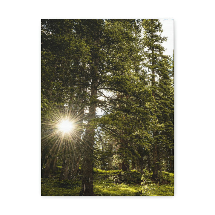 Forest Light - Canvas