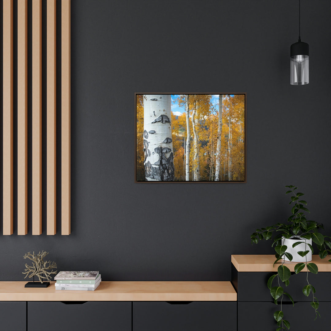 Aspens Changing - Canvas with Frame