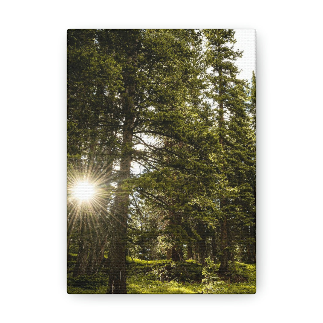 Forest Light - Canvas