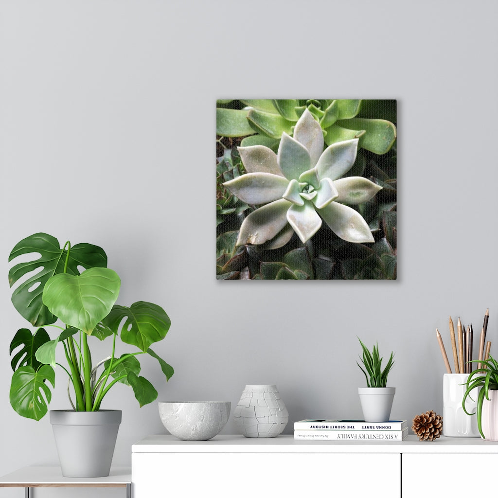 Succulent - Array - Canvas