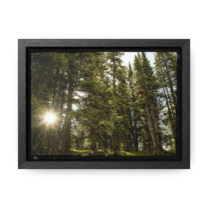 Forest Light - Canvas with Frame