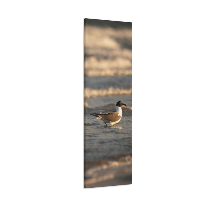 Laughing Gull in the Surf - Canvas