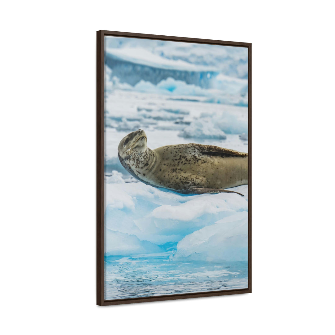 Leopard Seal Relaxing - Canvas with Frame