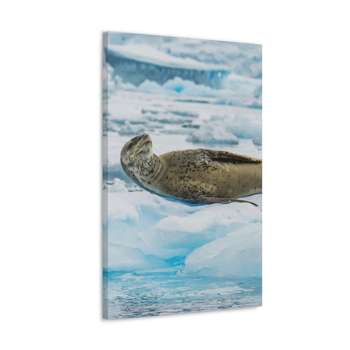 Leopard Seal Relaxing - Canvas