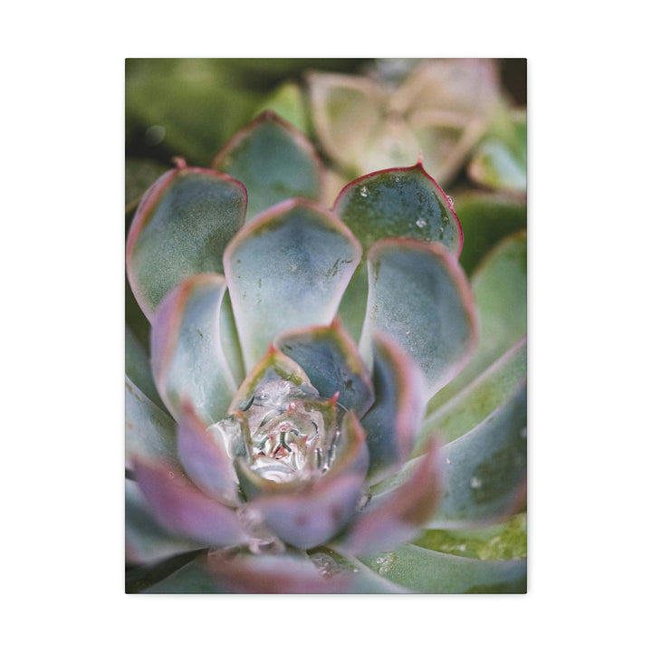 Stunning Succulent - Canvas