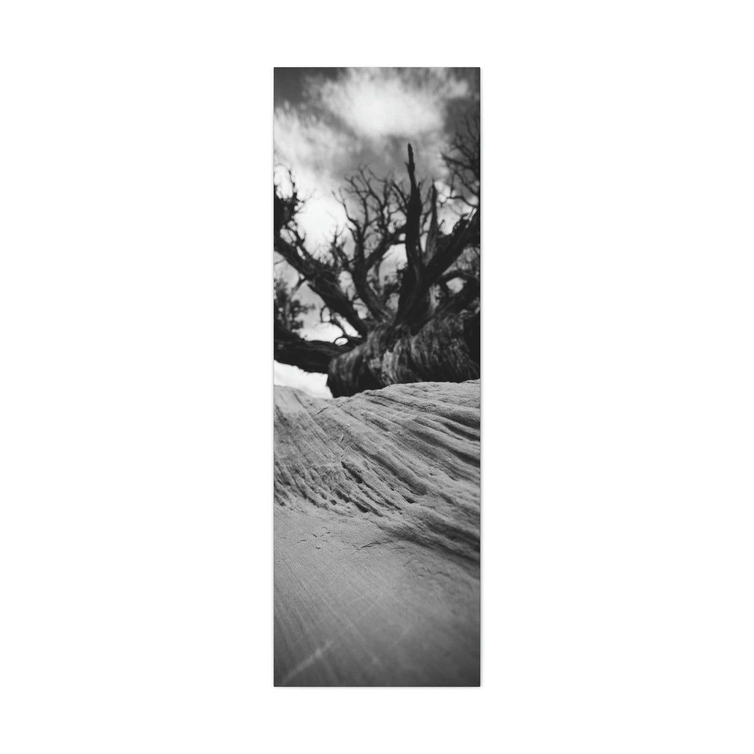 Desert Reach in Black and White - Canvas