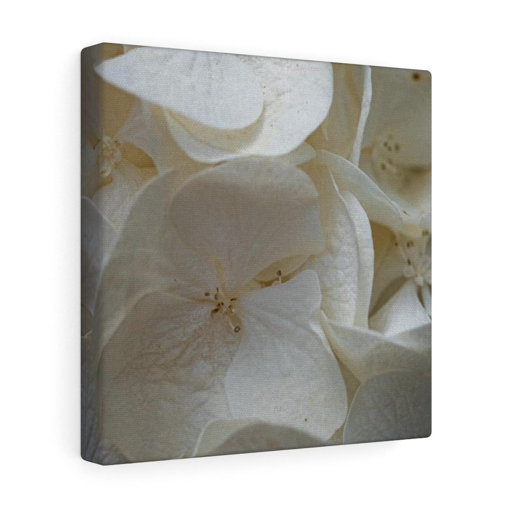 White Hydrangea Detail - Canvas