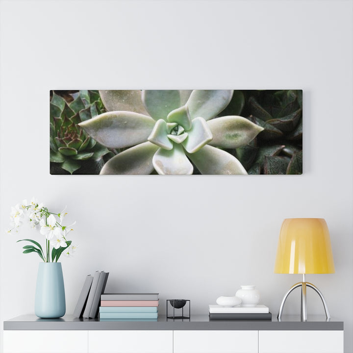 Succulent - Array - Canvas